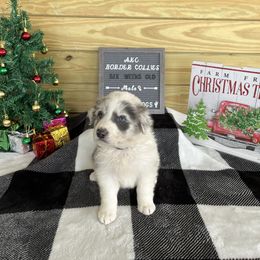 Border Collie Puppies from South Florida Stock Dogs