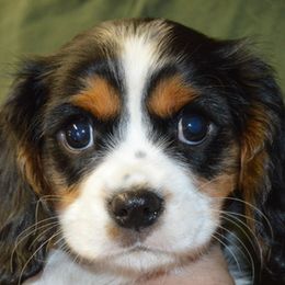 Boy 2 - Blenheim male Cavalier King Charles Spaniel puppy in Townville, South Carolina from Mid Lake Cavaliers
