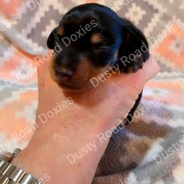 Boaz - Black and tan male Dachshund puppy in Blanchard, Oklahoma from Dusty Road Doxies