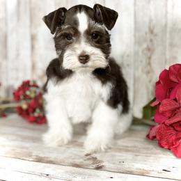 Miniature Schnauzer Puppies from Silver Sage Schnauzers