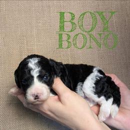 Bono - Black and white male Bernedoodle puppy in Cambridge, Minnesota from Country Meadow Doodles