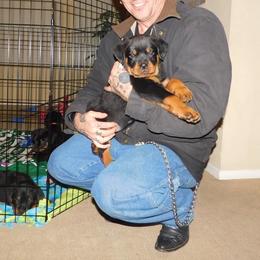 "B litter pup with new family " Rottweiler Puppies from VHWilliamsRottweilers