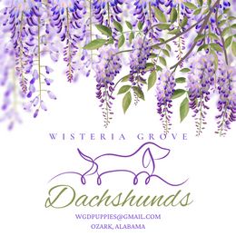 Dachshunds from Wisteria Grove Dachshunds