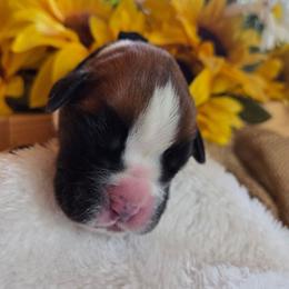 Black - Fawn female Boxer puppy in Marion, Montana from Serendipity's European Boxers