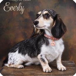 Everly - Dachshund