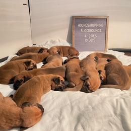 Boy 3 - Red male Bloodhound puppy in Paoli, Indiana from Houndsarunning Bloodhounds