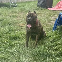 Knox - Cane Corso