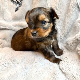 Yorkshire Terrier Puppies from Hummingbird Farm & Gardens