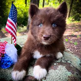 Rex - Red and white male Siberian Husky puppy in Union Grove, Alabama from Southern Siberian Life