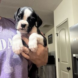 Girl 2 - female Boxer puppy in Madison, Georgia from Mary Moon
