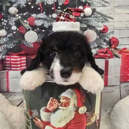 Sinatra - Tri-color male Double Doodle puppy in Prescott Valley, Arizona from Ramirez Family Doodles