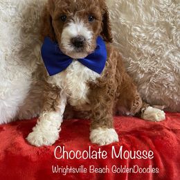Chocolate Mousse - Goldendoodle puppy in Wilmington, North Carolina from Wrightsville Beach GoldenDoodles