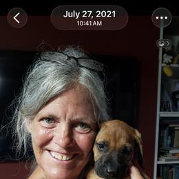 Rhodesian Ridgeback Puppies from Abbey Rhode Rhodesian Ridgebacks