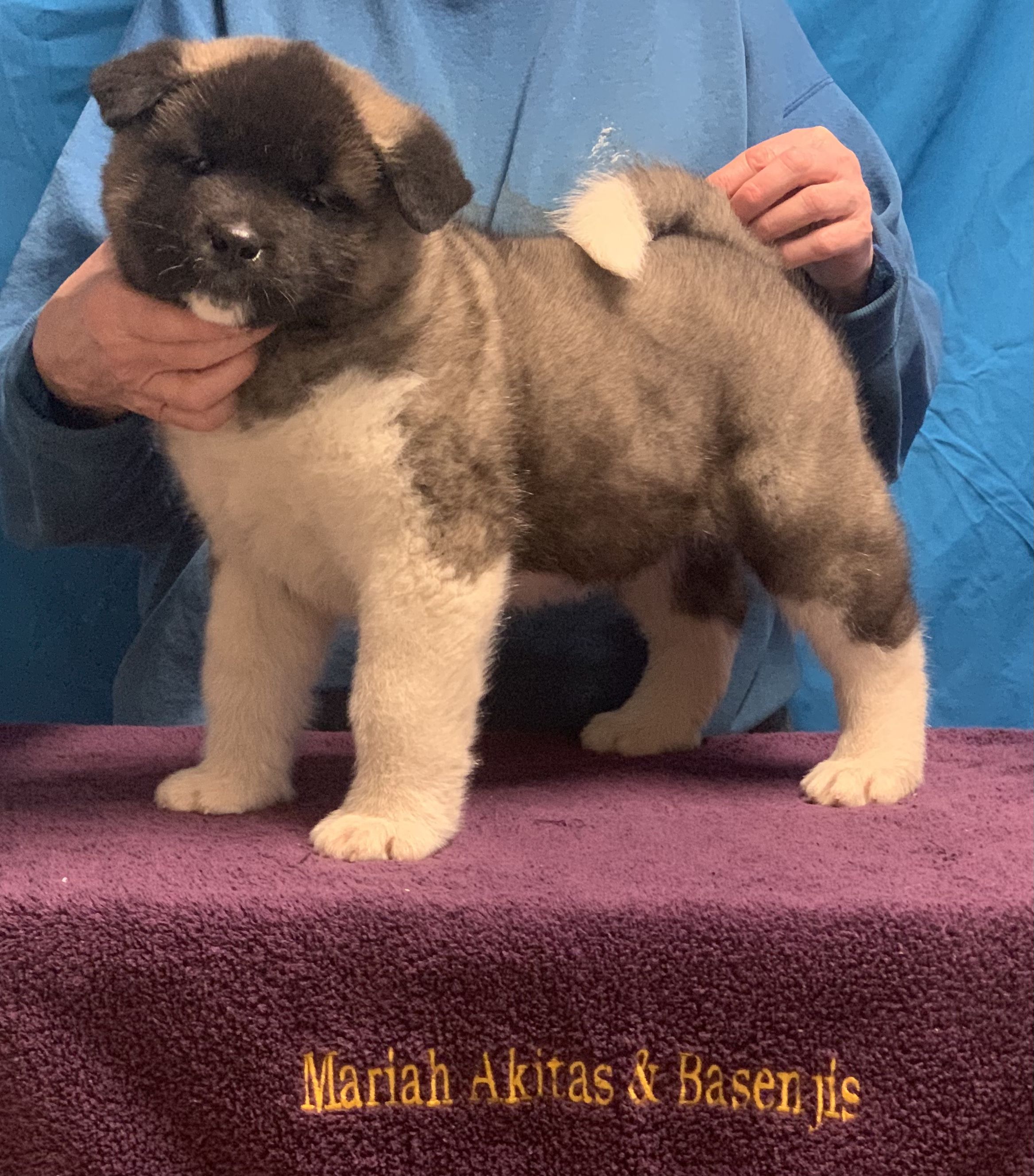 Black best sale canyon akitas