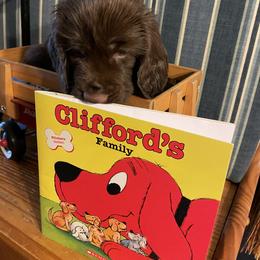 Field Spaniel Puppies from SandyMist Kennel