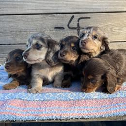 Dachshund Puppies from 4E Dachshunds
