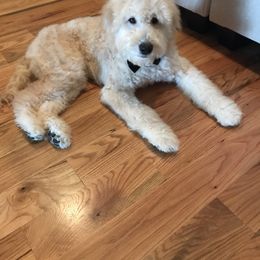 Bernedoodle and Goldendoodle All Grown Up from Grace Filled Golden’s