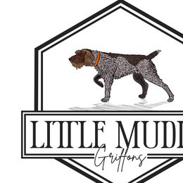 Wirehaired Pointing Griffons from Little Muddy Griffons