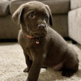 Labrador Retrievers from Green Pastures Labrador Retrievers