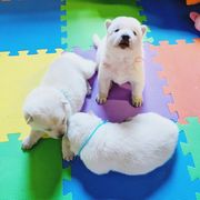 Hokkaido Puppies from Apricity Kennel
