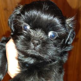Rosie - Black female Shih Tzu puppy in Palmyra, New York from Karen's Tzus of Palmyra-Macedon