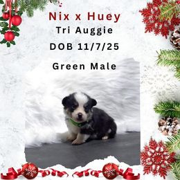 Green male - Black and tan male American Corgi puppy in Campbellsburg, Indiana from Kates Corgis