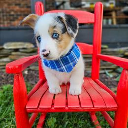 Louie - Blue merle and white male American Corgi puppy in Taylorsville, North Carolina from America's Red White and Bluie Corgis