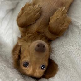 Rose - Dachshund