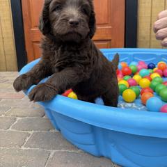 Saint Berdoodle Puppies from Gentle Giant Saint Berdoodles