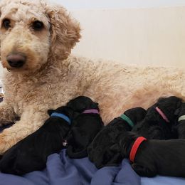Assorted Doodle Crosses Puppies from Lucy's Doodles