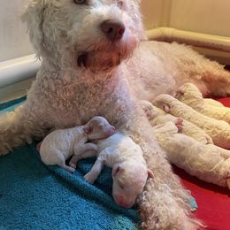Lagotto Romagnolo Puppies from CreekSide Lagotto