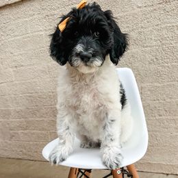 Labradoodle and Poodle Puppies from Lucky Labradoodles