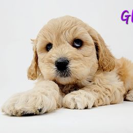 Bernedoodle, Double Doodle, and Goldendoodle Puppies from Winding Creek Ranch