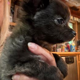 Black-White Boy(now Sailor) - Black and white male Chihuahua puppy in Amelia, Virginia from Pannell’s Precious Pups