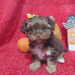 Yorkshire Terrier Puppies from Grandma's Yorkie Cottage