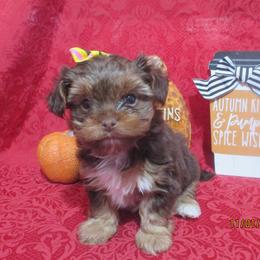 Yorkshire Terrier Puppies from Grandma's Yorkie Cottage