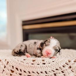 Light Blue - Merle female Bernedoodle puppy in Cold Spring, Minnesota from A.N.A. Doodles