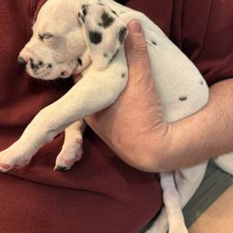 Halligan - White and black female Dalmatian puppy in Albuquerque, New Mexico from Renov Dalmatian Plantation