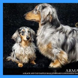 Armani - Dachshund
