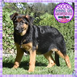 SOCKS IS SUPERB - Black and red female German Shepherd puppy in Murrieta, California from Diamond Oaks German Shepherds