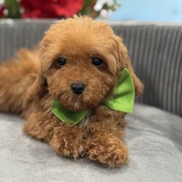 Rocky - Red  male Poodle puppy in Apple Valley, California from Fletcher Fuzzy Friends
