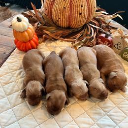 3rd  deposit - Golden male Golden Retriever puppy in Denton, Maryland from Golden Horse Farm