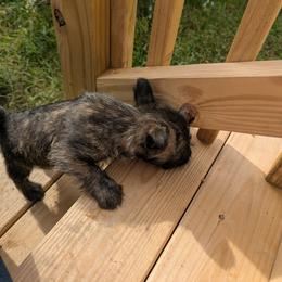 Cairn Terrier Puppies from HC4 Homestead Cairn Terriers