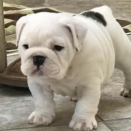 Bulldogs from McKenzie Bulldogs