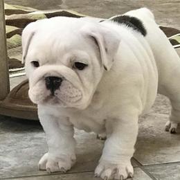 Bulldogs from McKenzie Bulldogs