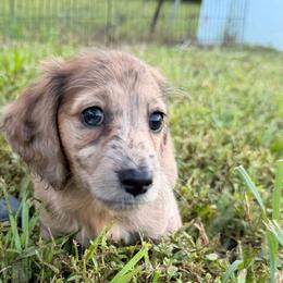 Cricket - Dapple male Dachshund puppy in Southwest Ranches, Florida from Breezy Florida Dachshunds