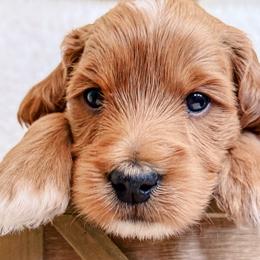 Lewis - Red  male Goldendoodle puppy in Meridian, Idaho from Table Rock Legacy Doodles