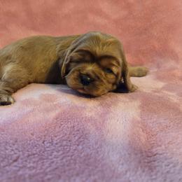 Sarah - Ruby female Cavalier King Charles Spaniel puppy in Sunny Valley, Oregon from Sunny Valley Cavaliers