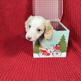Sugar - Piebald male Dachshund puppy in Kissimmee, Florida from Mini Doxie Cuties