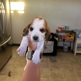 Girl 2 - Brown and white female Basset Hound puppy in Las Animas, Colorado from J&D Dachsies
